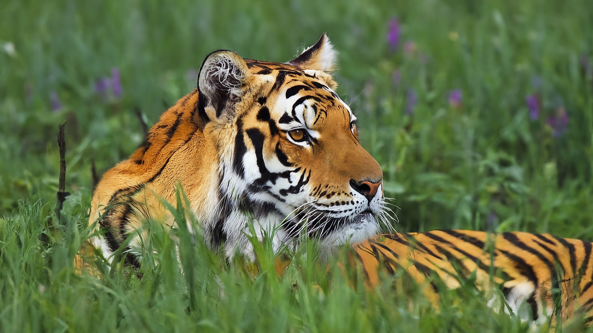 Species identification